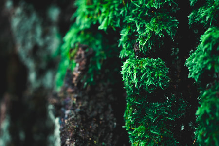 fresh green moss on a tree in a forest