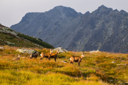 Mountain goat alias Rupicapra Rupicapra Tatrica in High Tatras, Slovakia. On the way to very famous peak Krivan with height 2494 meters above sea level, in Western part of High Tatras.の写真素材