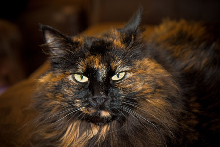 What am I thinking about?の写真素材