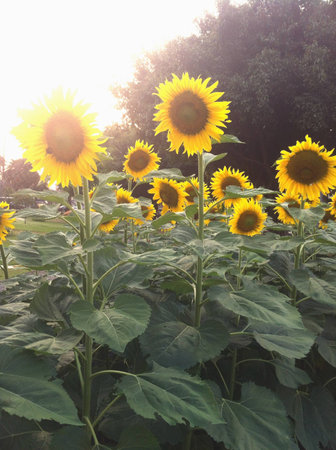 Sun flowerの素材