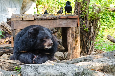 Shooting, bear at a zoo,Thailand のeditorial素材