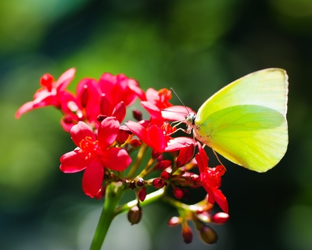 Butterflies in the garden. (Lemon Emigrant ; Catopsilia Pomona)の写真素材