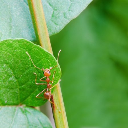 Ant on a leaf の写真素材