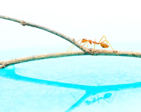 Red ant walk on the branch, reflection on water.の写真素材