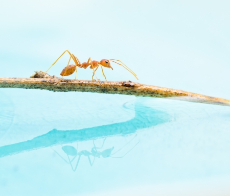 Red ant walk on the branch, reflection on water.の写真素材