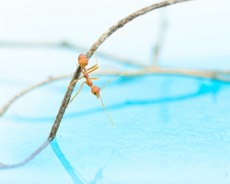 Red ant walk on the branch, reflection on water.の写真素材