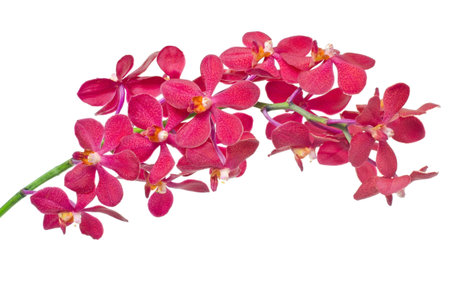 Red orchid on white background.の写真素材