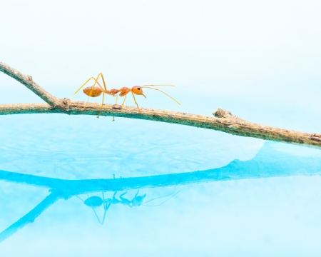 Red ant walk on the branch, reflection on water の写真素材