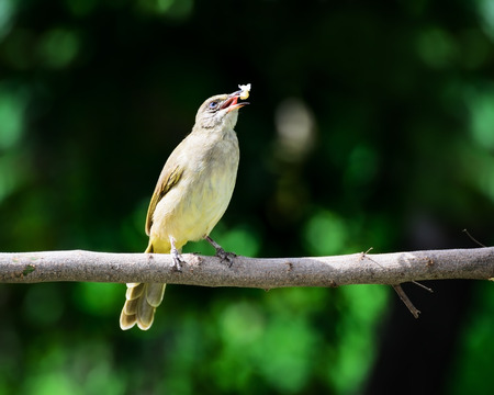 Bird in nature. (Streak-eared Bulbul)の写真素材