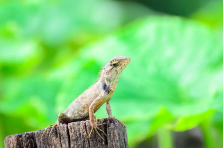 Chameleon In nature.の写真素材