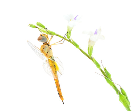 Dragonfly on white background.の写真素材