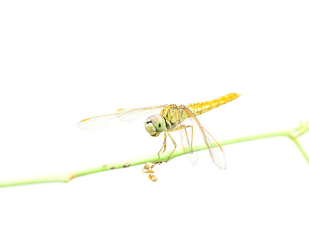 Dragonfly on white background.の写真素材