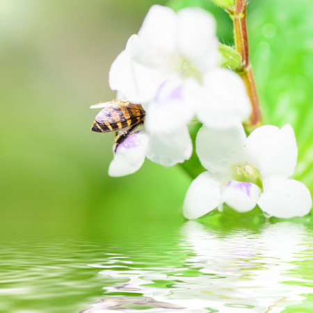 Bee in nature. Reflection in water.の写真素材