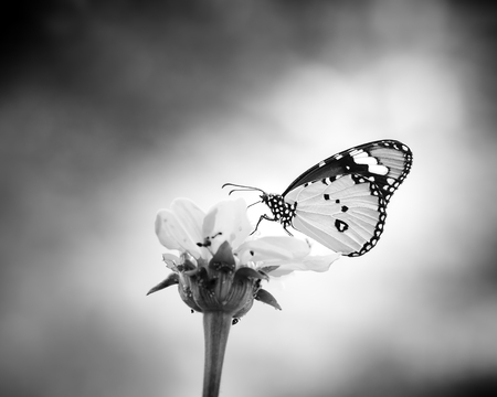 Butterfly in nature. Black and white photoの写真素材
