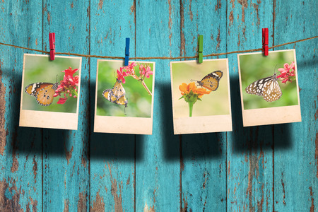 Butterfly photo hanging on clothesline on wood background.の写真素材