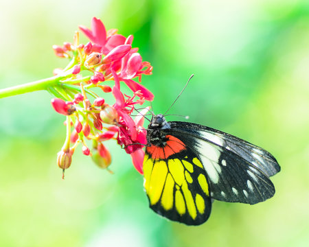 Butterfly in nature.