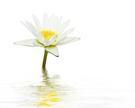 White lotus flower reflection in water on white background.の写真素材