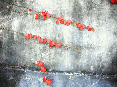 Vines on the wallの写真素材