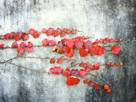Vines on the wallの写真素材
