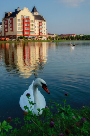 Krasnodar, Russia - July 23, 2017: The white swan is swimming near the shoreのeditorial素材