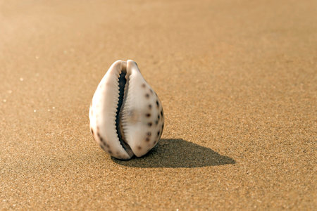 Sea shell on the sand in the form of female genitalia, vagina