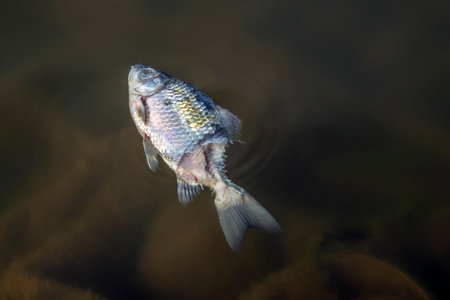 Bloated, dead, poisoned fish lies on the river bank. Environmental pollution.