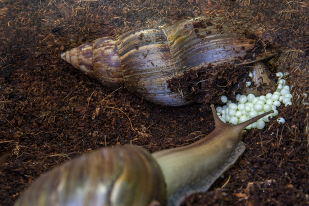 The snails lay eggs in rice fieldsの写真素材
