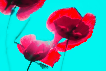 abstract blurred background of color tulips. No focusの写真素材