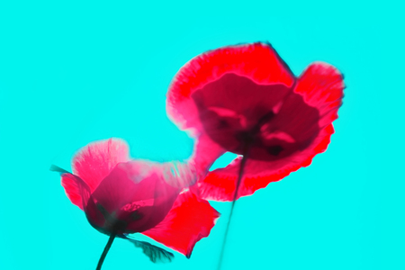 abstract blurred background of color tulips. No focusの写真素材