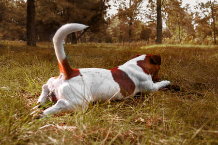 cute Parson Russell Terrier lies on the grass and nibbles at stick. Jack Russell with his tail sticking up. The dog lies in the autumn yellow grassの写真素材