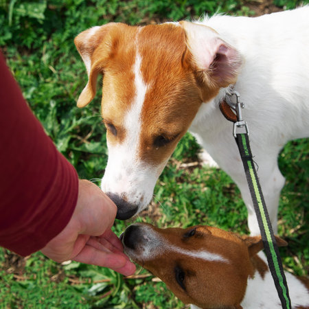 The owner feeds two dogs with his hands. The owner gives the dogs food with his hands on the street....
