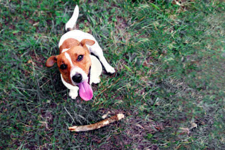 Clever obedient loyal dog Jack Russell Terrier brought a stick to the owner. Command for a dog aport. Dog training concept.のeditorial素材
