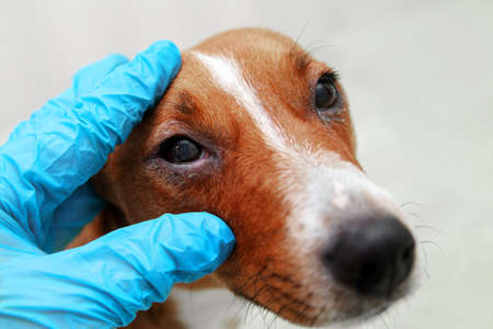 Sick dog with infected crusty eyes examination. Inspection, blepharitis. Close up of redness and bump in the eye of a dog. conjunctivitis eyes of dog.の写真素材