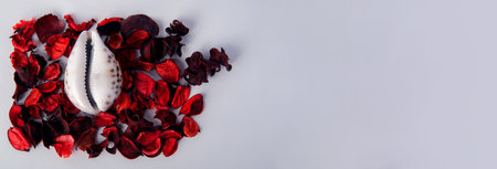 Red rose petals near the shell in the form of a vagina on a white background. The concept of women's health, menstruation and menopause. Seashell as a symbol of gynecology.の写真素材