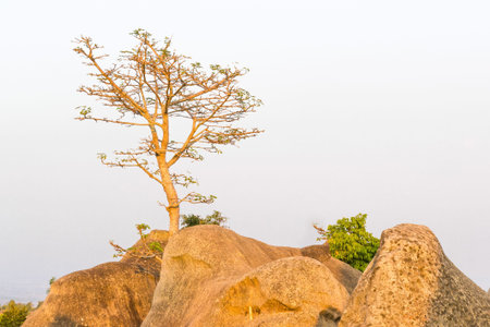 an isolated photo of tree on rock of mountainの写真素材