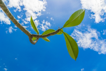 frangipani leafs under blue sky of sunny dayの写真素材