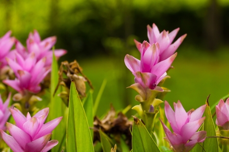 scenery of beautiful green asian tulip field with pink blossomの写真素材