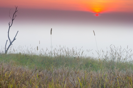 landscape of freezing misty morning grass with sun lightの写真素材