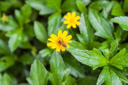 a single on a yellow flower