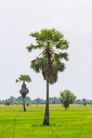 landscape of asian palmyra palm trees in the fieldの写真素材