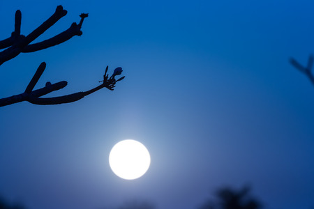 silhouette of night scene with moon light in natureの写真素材