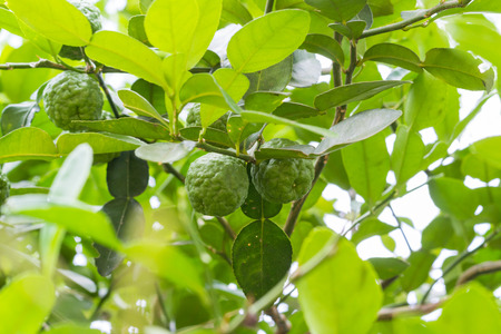 isolate on white of bergamot herbの写真素材