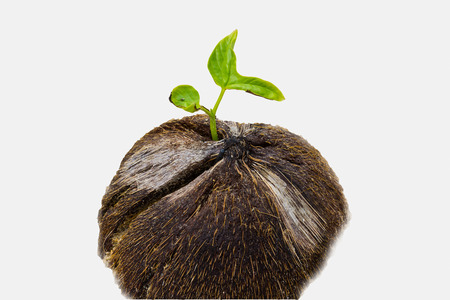 isolated of small tree growth from coconutの写真素材