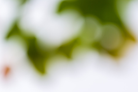 soft focus of green leaf backgroundの写真素材