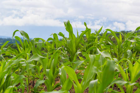 green young growing corn in the farm on mountainの写真素材