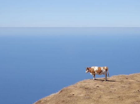 Cow over a cliff, isolated in blue sky backgroundの写真素材