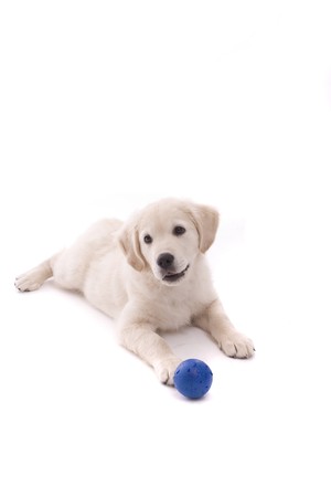 Baby Golden Retriever Portrait - Isolated over white backgroundの写真素材