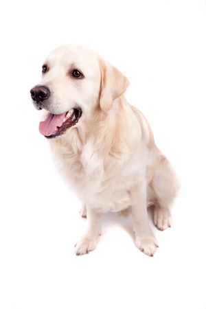 Golden Retriever Portrait - isolated on whiteの写真素材