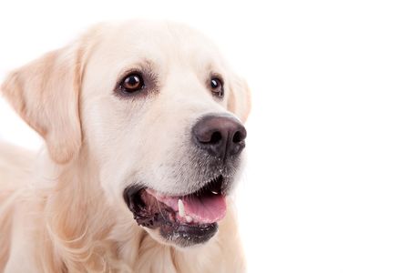 Golden Retriever Portrait - isolated on whiteの写真素材