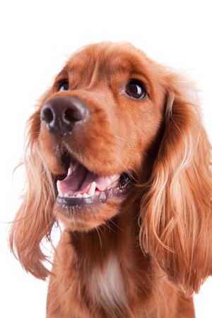 Baby Cocker Spaniel isolated over whiteの写真素材